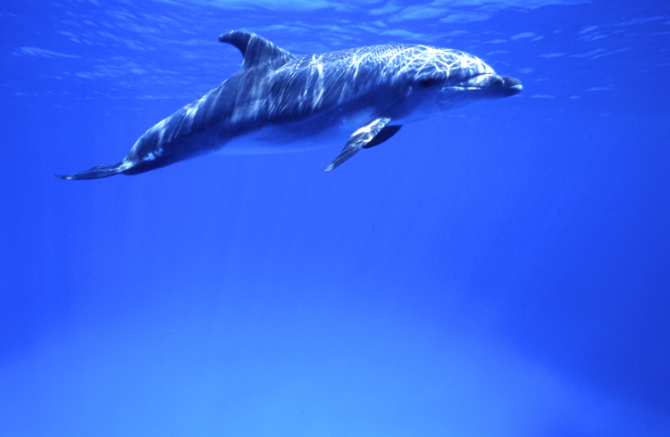 DIVING;UNDERWATER;cayman island;dolphins;F887_FACTOR_11B-2 2